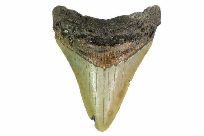 Bargain, 3.04" Fossil Megalodon Tooth - North Carolina